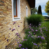 /album/fotogalerie-zahrady/oblazkovy-zahon-jpg/